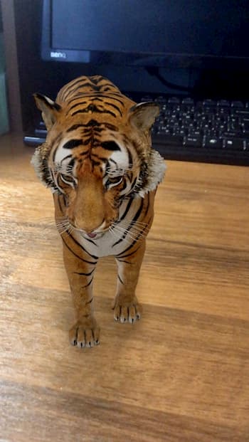 Смотреть тигра в 3D