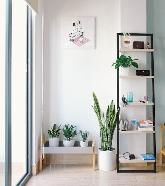 Домашние растения для украшения комнаты