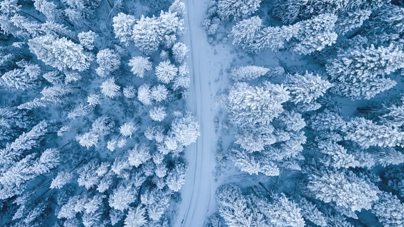 Фото зимнего леса с дрона